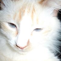 Elaine Allen Photo 37