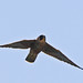 Michael Falco Photo 16