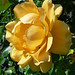 Geraldine Rose Photo 7