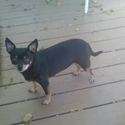 Krista Oliver Photo 5