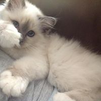 Julie Gaines Photo 12