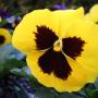 Joyce Rose Photo 10