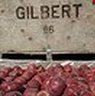 Aaron Gilbert Photo 31