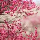 Janet Chung Photo 18