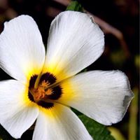 Thomas Seaman Photo 21