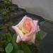 Diana Rose Photo 45
