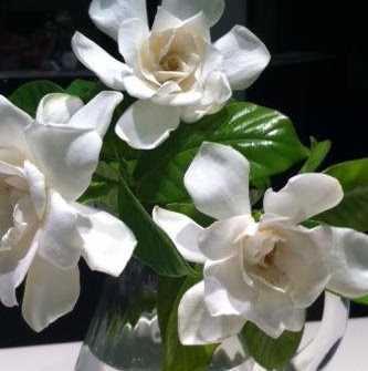 Debbie Ruiz Photo 22