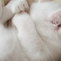 Yue Zhao Photo 8 Yue Zhao Photo 8