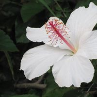 Elizabeth Joyce Photo 25