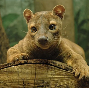 Nelson Castillo Photo 24