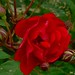 Doris Rose Photo 34