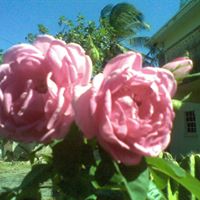 Cynthia Archer Photo 21