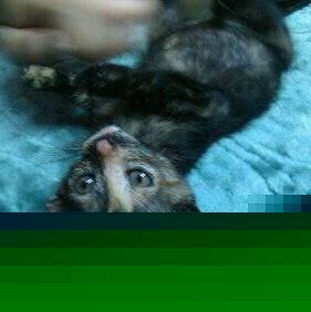 Kevin Devlin Photo 8