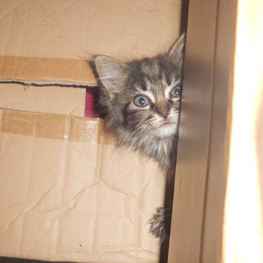 Debbie Kerr Photo 37