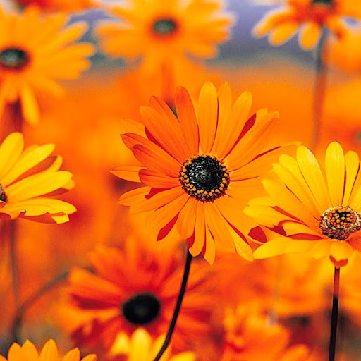 Cinthia Ramirez Photo 11