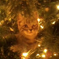 Connie Mccann Photo 21