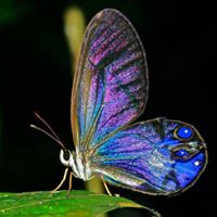 Jennifer Herring Photo 22