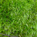 Brandy Moss Photo 37