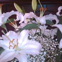 Lee Mcdaniel Photo 26