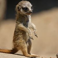 Frank Sheppard Photo 23