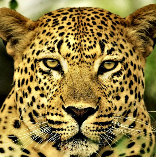 Renee Phillips Photo 27