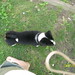 Harold Collie Photo 8