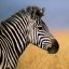 Steve Chen Photo 56