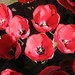 Paula Jenkins Photo 16