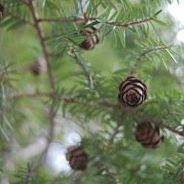 Carol Buckner Photo 23