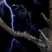 Allan Chambers Photo 8