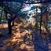 Adonis Woods Photo 8