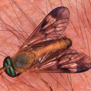 Roland Stone Photo 4