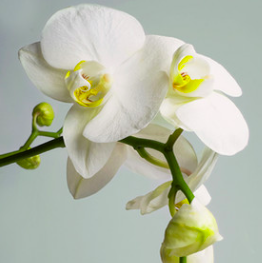 Michelle Parrish Photo 26