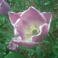 Joseph Boland Photo 25