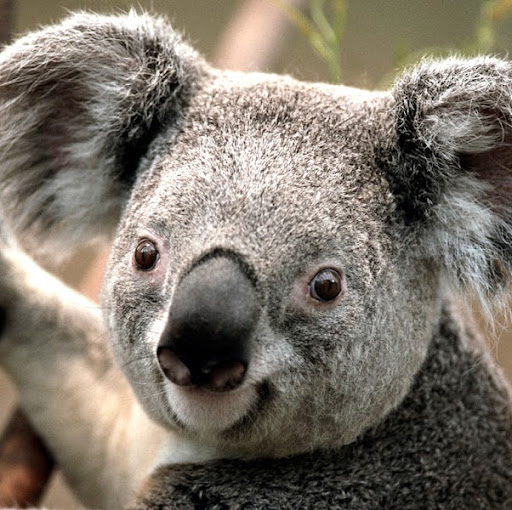 Tony Hebert Photo 40