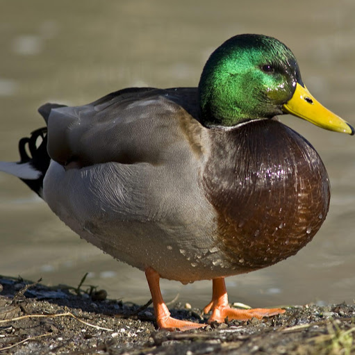 Lucas Gilbert Photo 10