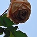 Lorraine Rose Photo 10