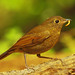 Robin White Photo 27