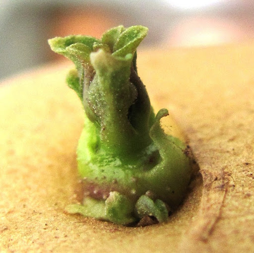 Daniel Wolf Photo 12