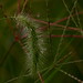 Dawn Hane Photo 15