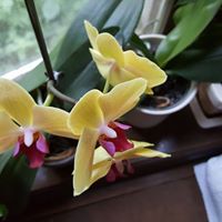 Elizabeth Dennis Photo 34