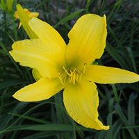 Suzanne Henson Photo 12