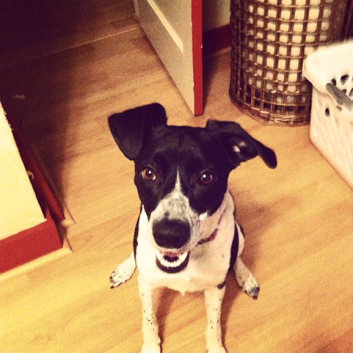 Patrick Healey Photo 15 Patrick Healey Photo 15