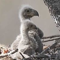 Edward Harrell Photo 19