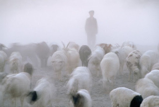 Sharon Boyd Photo 13