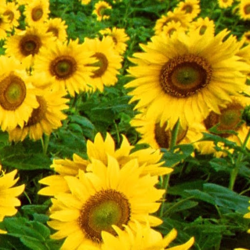 Brent Scott Photo 16