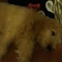 Steven Vetter Photo 7