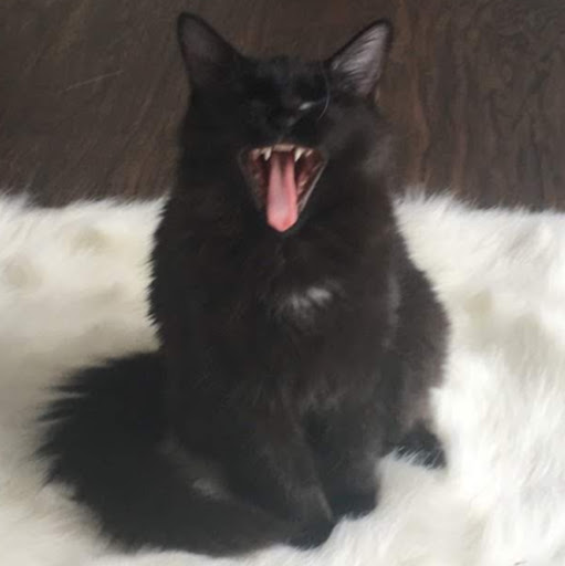 Julian Chase Photo 16