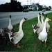 Michele Sullivan Photo 8