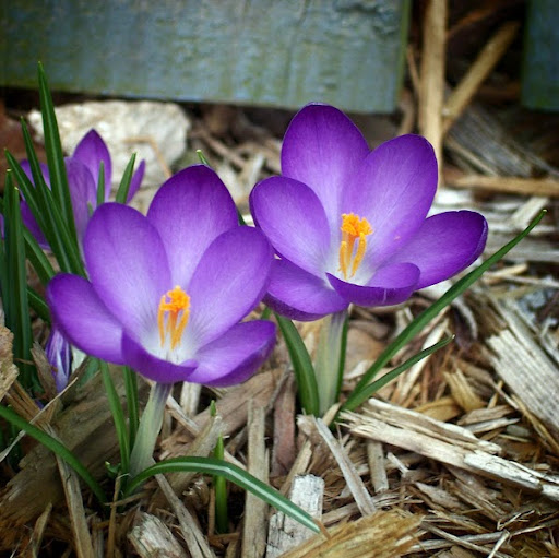 Mary Olmstead Photo 19